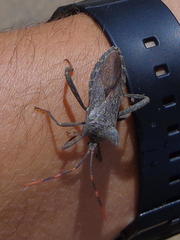 Elasmopoda valga