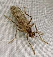 Boreothrinax maculipennis