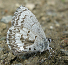 Celastrina asheri