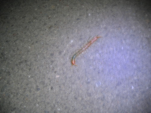 Common Desert Centipede photographed in Washington