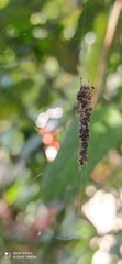 Cyclosa machadinho