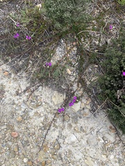 Polygala peduncularis