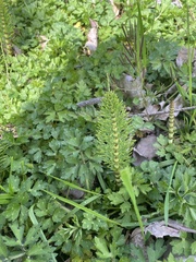 Equisetum