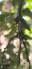 Cyclosa machadinho