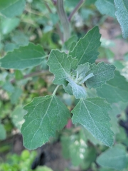 Chenopodium album