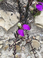 Polygala peduncularis