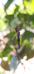 Cyclosa machadinho
