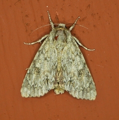Acronicta americana