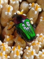 Leucocelis