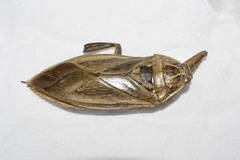 Lethocerus patruelis