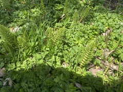 Equisetum
