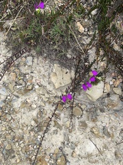 Polygala peduncularis
