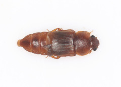 Brachypeplus
