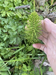 Equisetum
