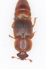 Brachypeplus