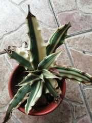 Cryptanthus