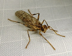 Boreothrinax maculipennis