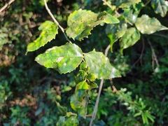 Scolopia mundii
