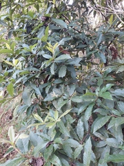 Quercus humboldtii