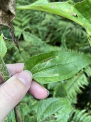 Calycomyza eupatorivora