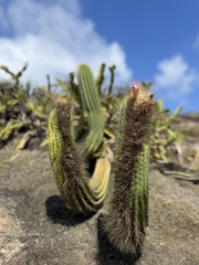 Coleocephalocereus fluminensis