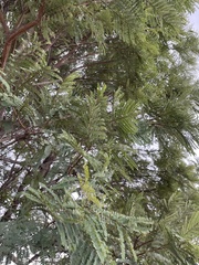 Peltophorum africanum