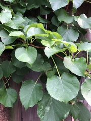 Hydrangea petiolaris
