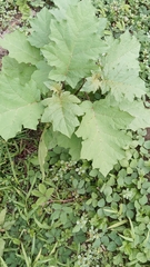 Solanum torvum image