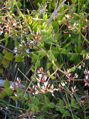 Crassula sarmentosa