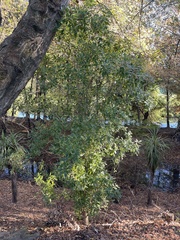 Pittosporum eugenioides