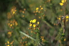 Euryops algoensis
