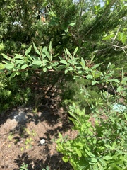 Spiraea cantoniensis