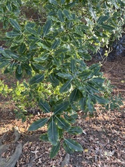 Pittosporum eugenioides