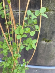 Hydrangea petiolaris