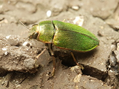 Perotis chlorana