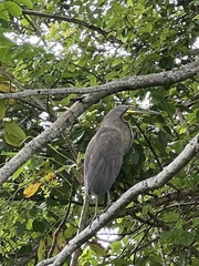 Tigrisoma