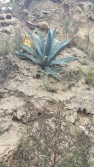 Agave cordillerensis