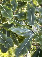 Pittosporum eugenioides
