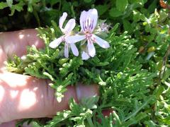 Pelargonium radens