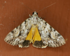 Catocala amica