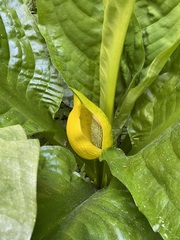 Lysichiton