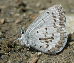 Celastrina asheri