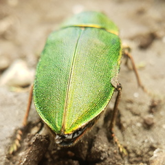 Perotis chlorana