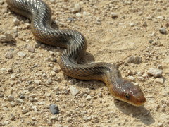 Pantherophis bairdi