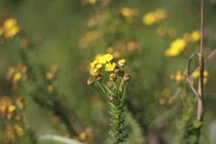 Euryops algoensis