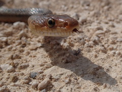 Pantherophis bairdi