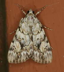 Catocala amica