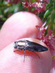 Sphenoptera