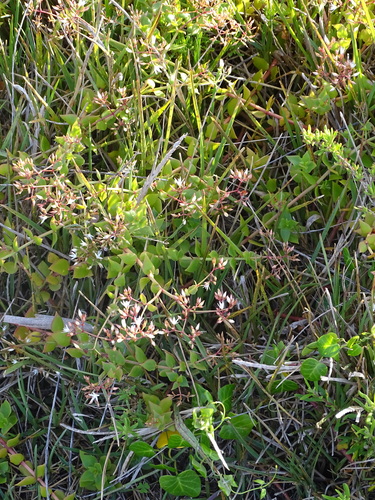 Crassula sarmentosa