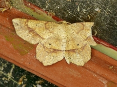 Euchlaena deplanaria